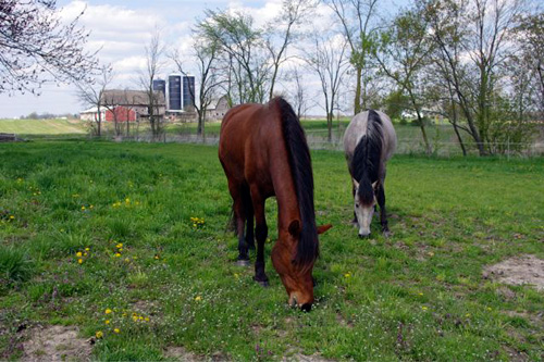 Some of our horses grazing in the pasture