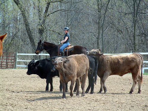 Mary riding school horse Mira at the Alicia Byberg-Landman cow clinic