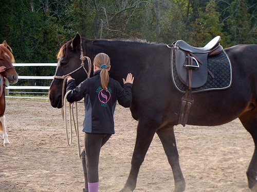Mackenzie riding school horse Mira at the Alicia Byberg-Landman cow clinic