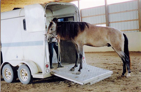 Learn to trailer your horse with confidence at Synchrony Farm